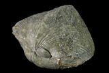 Pyrite Replaced Brachiopod (Paraspirifer) Fossil - Ohio #135568-1